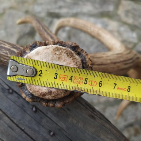 Cuerno de ciervo procedente del desmogue de este año, seis puntas (un porte magnifico) mide 70 cm de largo 01