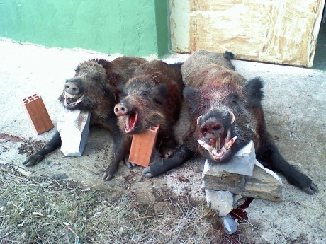   LOS ALMUERZOS DE CAZA MENOR NO CUENTAN  

Los veteranos ya sabéis como funciona esto, pero por si acaso 100