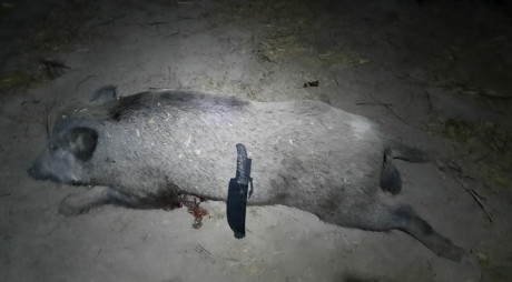 Muy buenas foro y felíz semana Santa, 
Que cuchillos usáis todoterreno, despiece sin tener miedo a encontrar 160