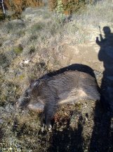   LOS ALMUERZOS DE CAZA MENOR NO CUENTAN  

Los veteranos ya sabéis como funciona esto, pero por si acaso 141