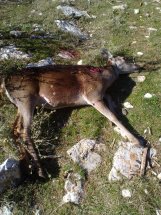   LOS ALMUERZOS DE CAZA MENOR NO CUENTAN  

Los veteranos ya sabéis como funciona esto, pero por si acaso 152