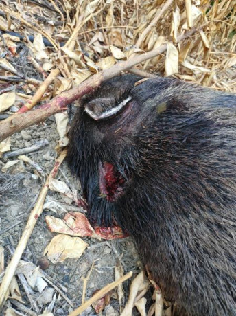 Buenos días ; Os comento  ayer participe en una batida , mi compañero de puesto estaba armado con un marlin 42