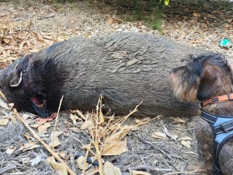 Buenos días ; Os comento  ayer participe en una batida , mi compañero de puesto estaba armado con un marlin 41