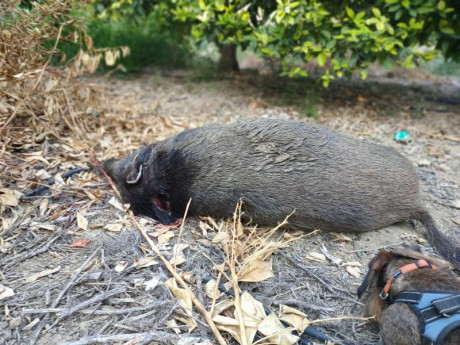 Buenos días ; Os comento  ayer participe en una batida , mi compañero de puesto estaba armado con un marlin 40