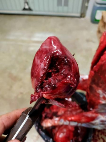 Buenos días ; Os comento  ayer participe en una batida , mi compañero de puesto estaba armado con un marlin 140