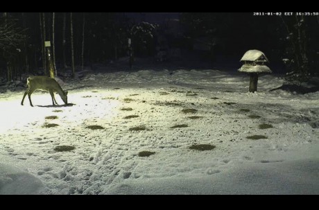 Este es el enlace:

 http://www.looduskalender.ee/en/node/9068 

Pinchar donde pone FOREST 02