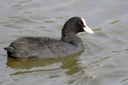 SE llama así, polla de agua, que nadie piense lo que no es. Es una zancuda ,nadadora, buceadora,corredora, 20