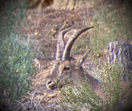 Hola buenas, estoy buscando un telescopio para cazar, ver animales y grabarlos con con el móvil y el acople. 11