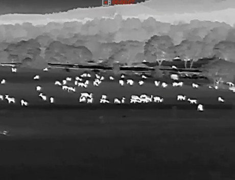 Porque no puedo subir el vídeo, pero en el se ven el triple de ciervos que hay en la captura de pantalla 00