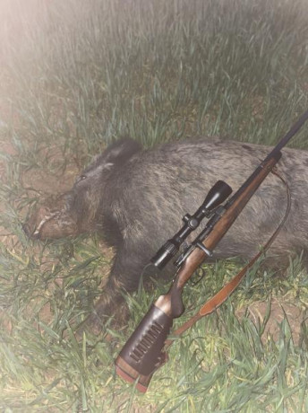 Mannlicher Schoenauer 

Queridos amigos, vamos a hacer un censo de estos magníficos rifles, con fotos 40