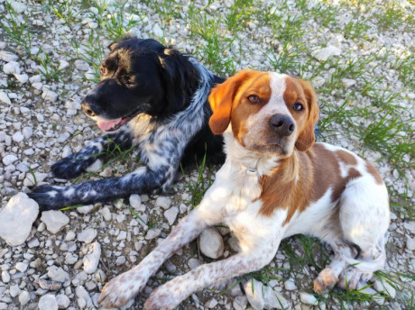 Buenas, busco criador para hacer una monta con mi Epagneul Breton, a cambio de uno o dos cachorros a elegir 02