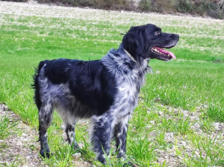 Buenas, busco criador para hacer una monta con mi Epagneul Breton, a cambio de uno o dos cachorros a elegir 01