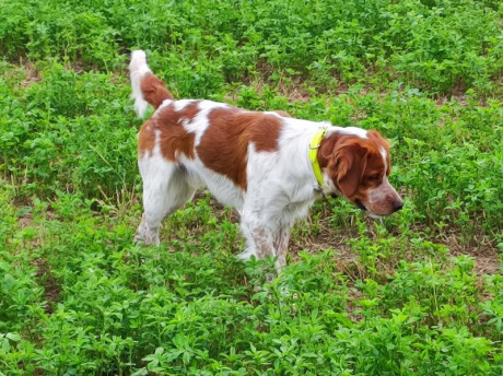 Buenas, busco criador para hacer una monta con mi Epagneul Breton, a cambio de uno o dos cachorros a elegir 00
