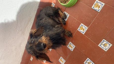 Disponible macho de Teckel Kaninchen pelo duro, excelente calidad , me interesaría cambiarlo por pistola 02