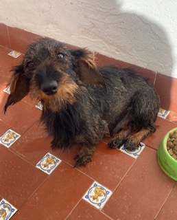 TecKel mini , Cachorro de teckel , tiene ahora 25 días estara disponible a partir de NOVIEMBRE , excelente 01
