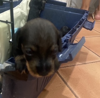 TecKel mini , Cachorro de teckel , tiene ahora 25 días estara disponible a partir de NOVIEMBRE , excelente 00
