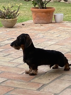 Disponible macho de Teckel Kaninchen pelo duro, excelente calidad , me interesaría cambiarlo por pistola 01