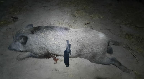 Hola, estoy barajando la posibilidad de hacerme con un 6.5 Creedmore para tiro, pero me gustaría saber 41