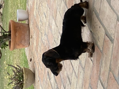 Cambio cachorro de TecKel macho , de muy buena calidad , padres con LOE , lo cambiaria  por Pistola de 00
