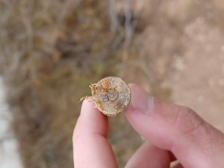Hola buenas, soy nuevo aquí, encontré este cartucho hace unos meses con el detector de metales en los 82