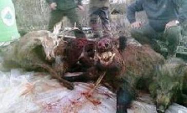 HOLA monteria de 30 posturas ha celebrar el dia 15/01/2011, quedan pocas , cierba  y jabali mata cuelga 160