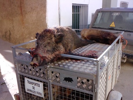   LOS ALMUERZOS DE CAZA MENOR NO CUENTAN  

Los veteranos ya sabéis como funciona esto, pero por si acaso 00