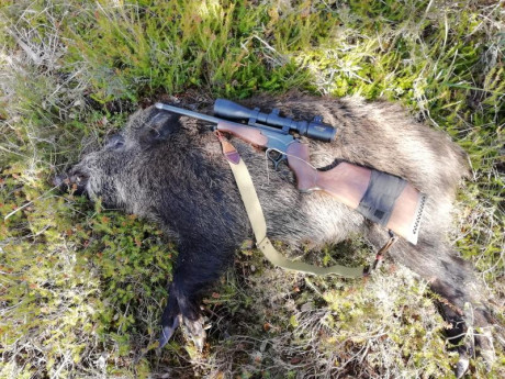 Ando buscando un Thompson encoré, con cañón de 38cm, calibre 243 o 308

656271657

Muchas gracias y un 20