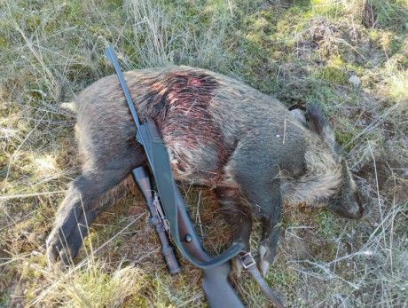 Por cambio de modalidad a rececho de montaña, necesito un plus de potencia, preferiblemente Blaser R8 00