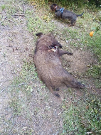 Hola a todos!
Anticipo que hablo del 30.06
He oido hablar mucho de esta punta como “la picadora de carne”. 121