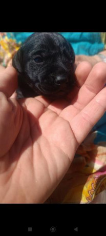 Disponibles 2 cachorros de patterdale, aún tienen 3 semanas de vida.
Están en Cantabria, solo gente interesada.

También 00