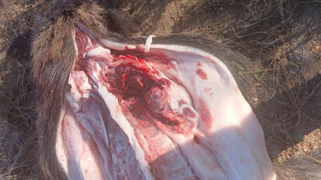 Buenos días:

Estoy dándole vueltas a pedirle a los Reyes Magos una nueva herramienta, en concreto un 42