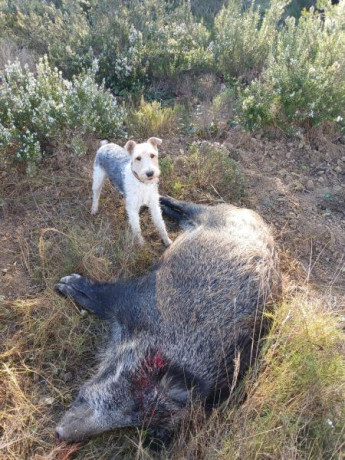 Buenos días:

Estoy dándole vueltas a pedirle a los Reyes Magos una nueva herramienta, en concreto un 41