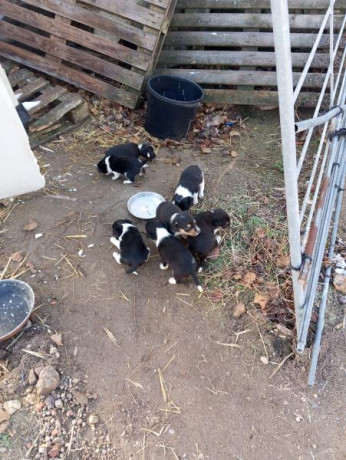 Un amigo me pide le anuncie los cachorros, los hay chocolate y negros ( tricolor) 100€. 01