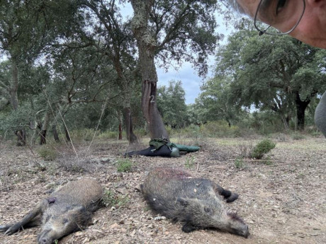 Buenas tardes amigos, pues eso, acepto consejos para adquirir un rifle para monterías y batidas en calibre 170