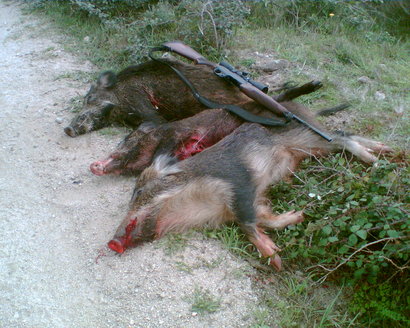 Cual me recomendais para caza de xabarín en batida?La mayoría de mis amigos cazan con calibre 30.06 y 50