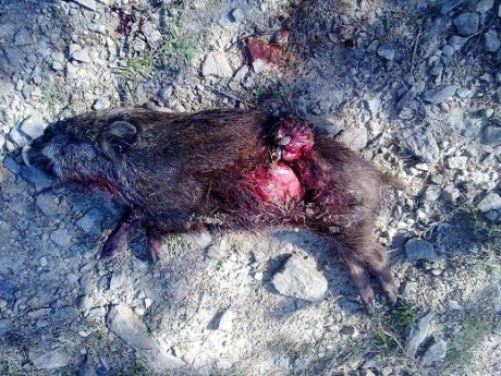 A modo de encuesta :

 Q proyectil y peso, considerais mas adecuado o mas mortifero para el jabali entre 140
