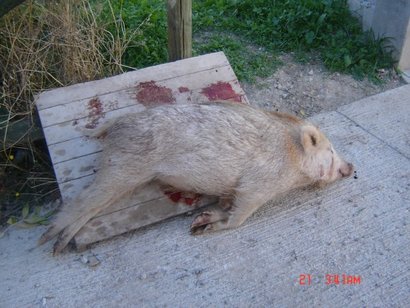 Aunque no está directamente relacionado con las armas, mirad que foto he visto en la página  http://www.razorbackoutfitters.com 160