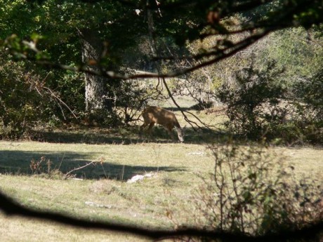 Pues eso,que ya estan en marcha las subastas de corzo macho.Las hembras las reservan para los socios,y 10