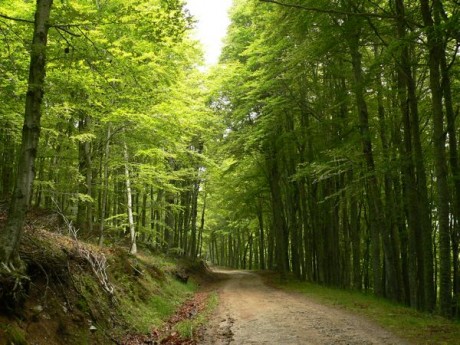 Pues eso,que ya estan en marcha las subastas de corzo macho.Las hembras las reservan para los socios,y 20
