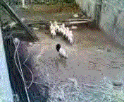 Pues abro este post para que coloqueis las imagenes animadas que vayais encontrando por ahi, no tienen 111