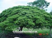 La madera mas dura del mundo que es comparable a la dureza del hierro es el GUAYACAN REAL, sin embargo 02
